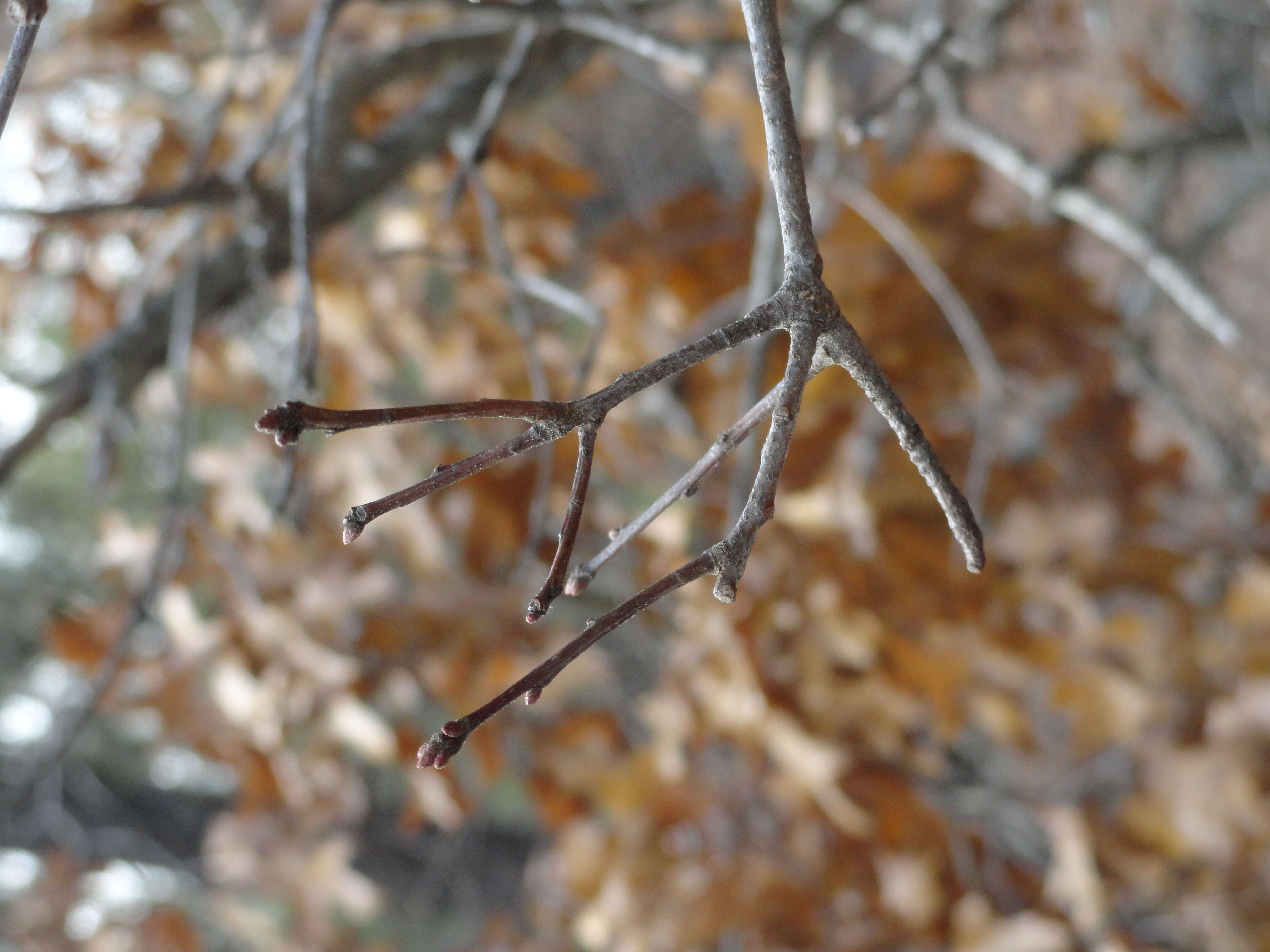 Image of Georgia Oak