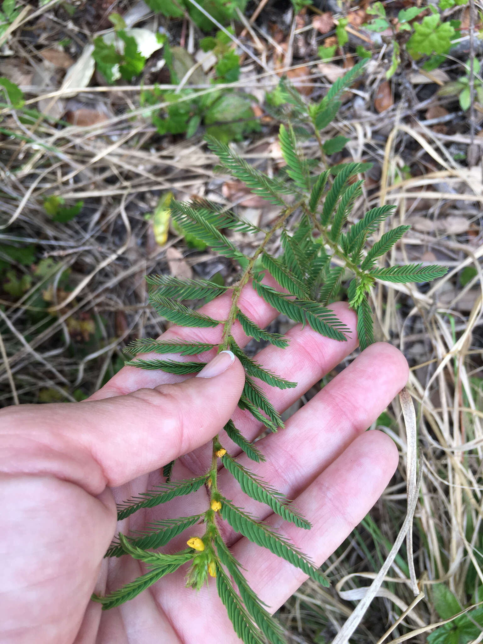 Sivun Chamaecrista nictitans var. aspera (Elliott) Torr. & A. Gray kuva