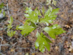 Image of Georgia Oak