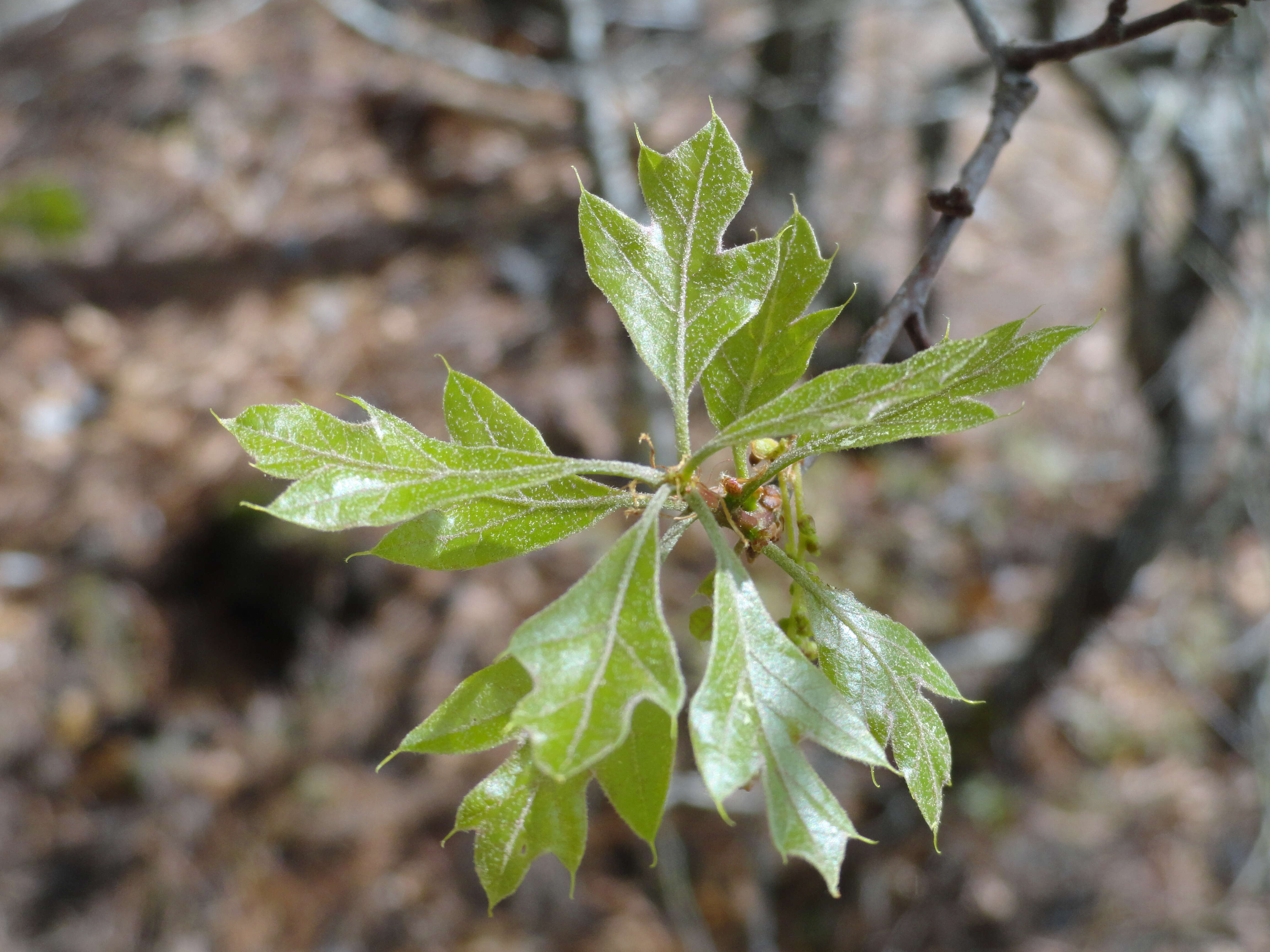 Image of Georgia Oak