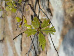 Image of Georgia Oak