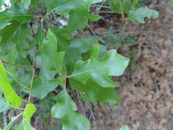 Image of Georgia Oak