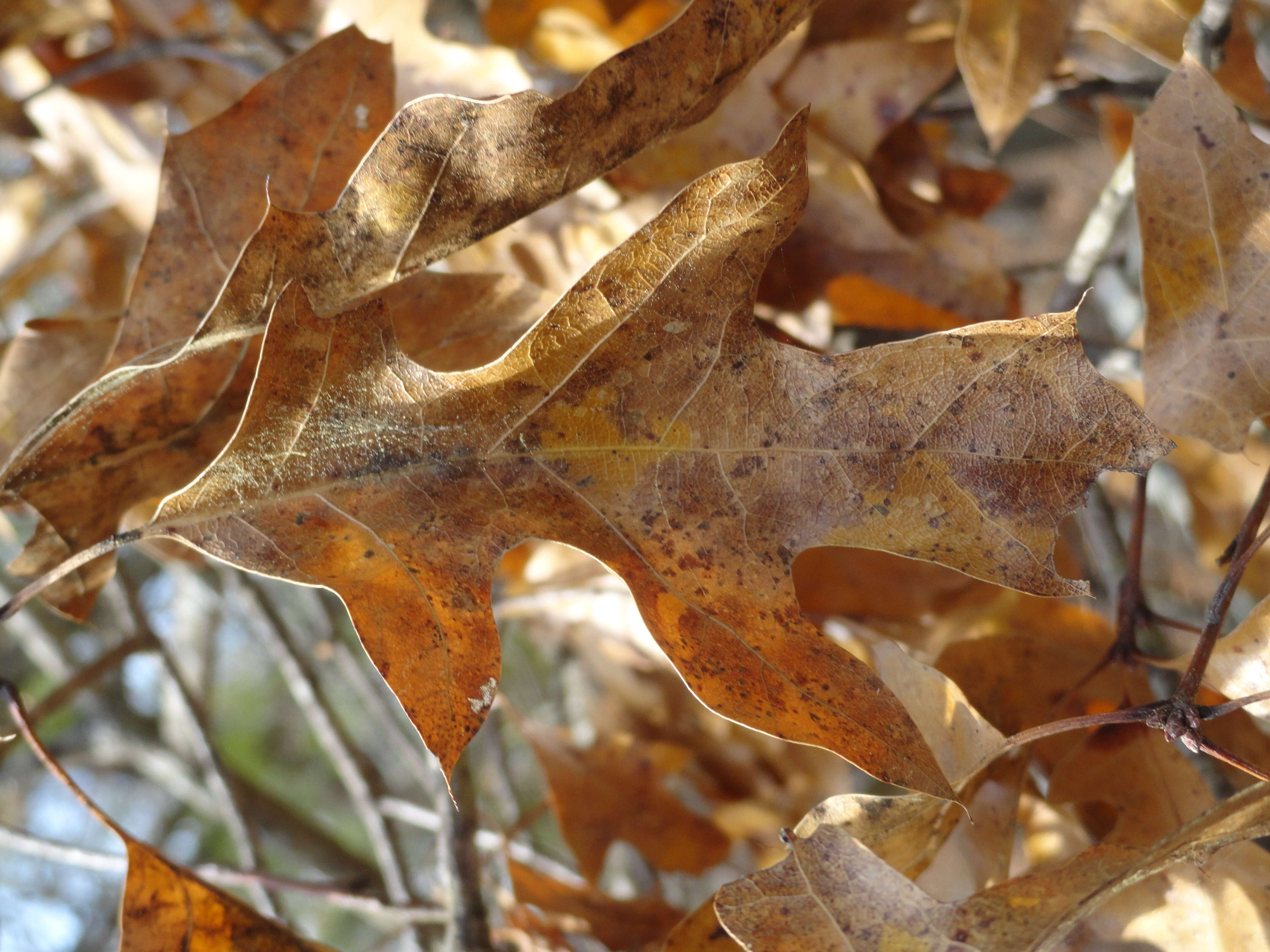 Image of Georgia Oak