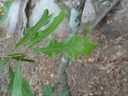 Image of Georgia Oak