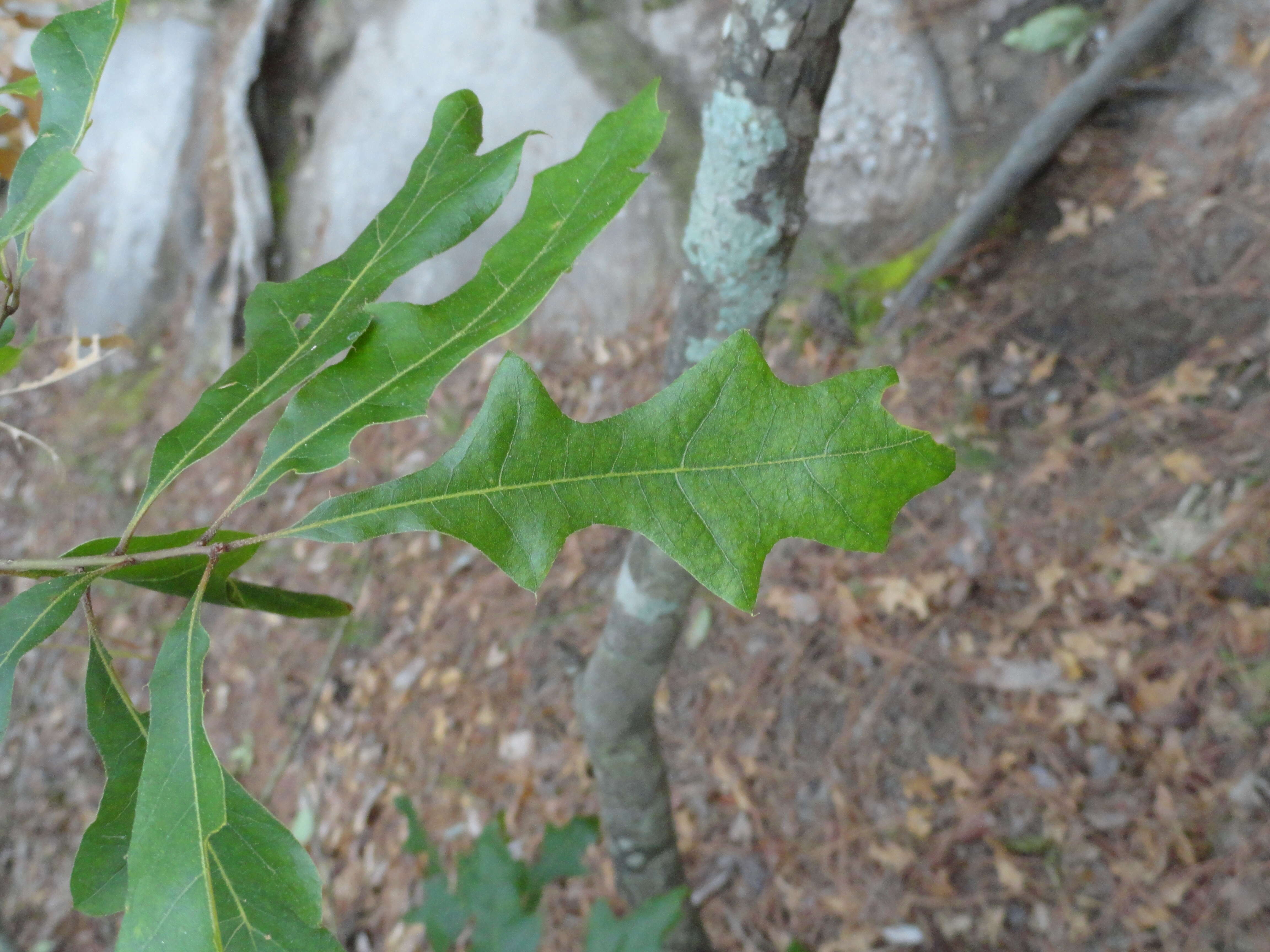 Image of Georgia Oak