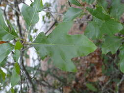 Image of Georgia Oak