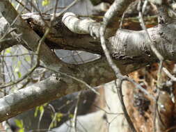 Image of Georgia Oak