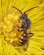 Image of Nomada imbricata Smith 1854