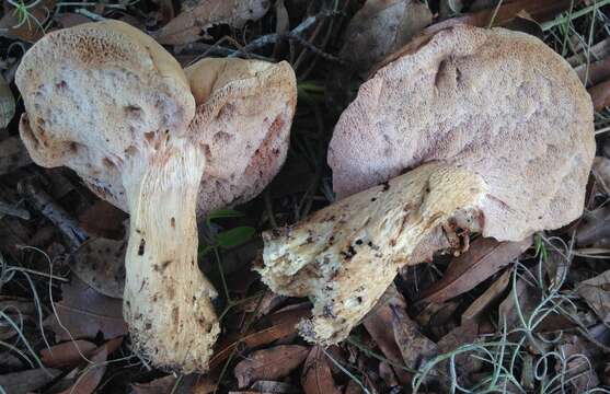 Image of Tylopilus minor Singer 1945