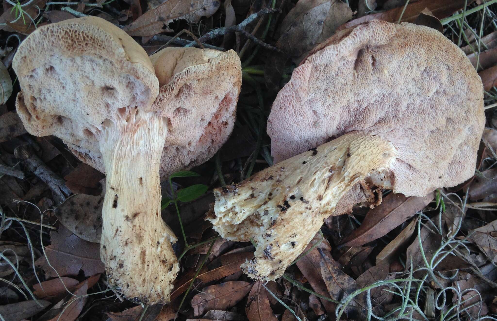 Imagem de Tylopilus minor Singer 1945