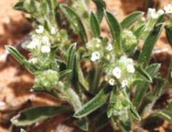 Image of thicksepal cryptantha