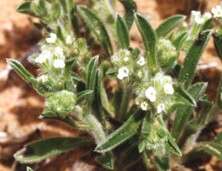 Image of thicksepal cryptantha