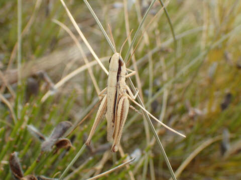 Image of Euchorthippus elegantulus Zeuner 1940