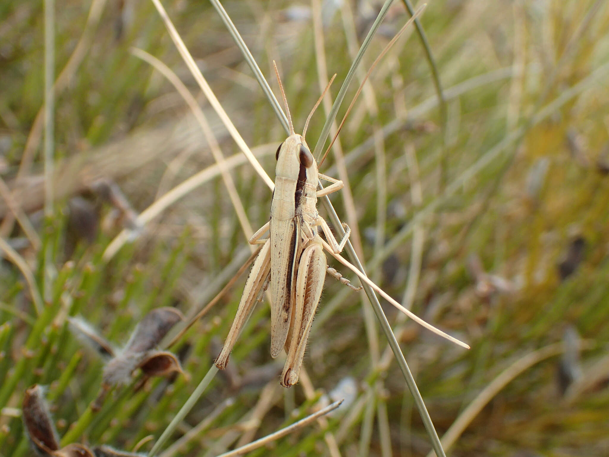 Image de Euchorthippus elegantulus Zeuner 1940