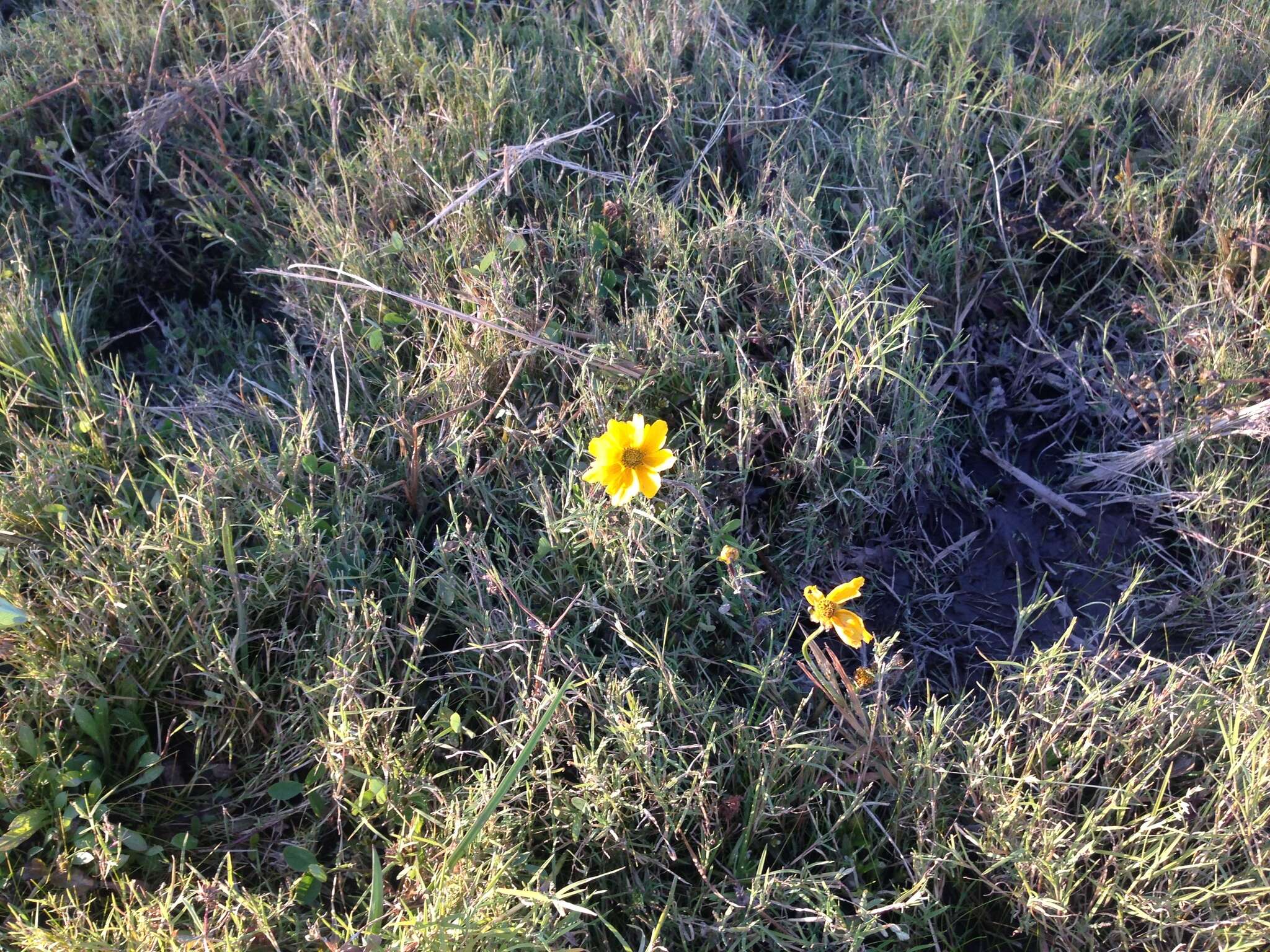 Image of Coreopsis paludosa M. E. Jones