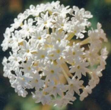 Image of snowball sand verbena