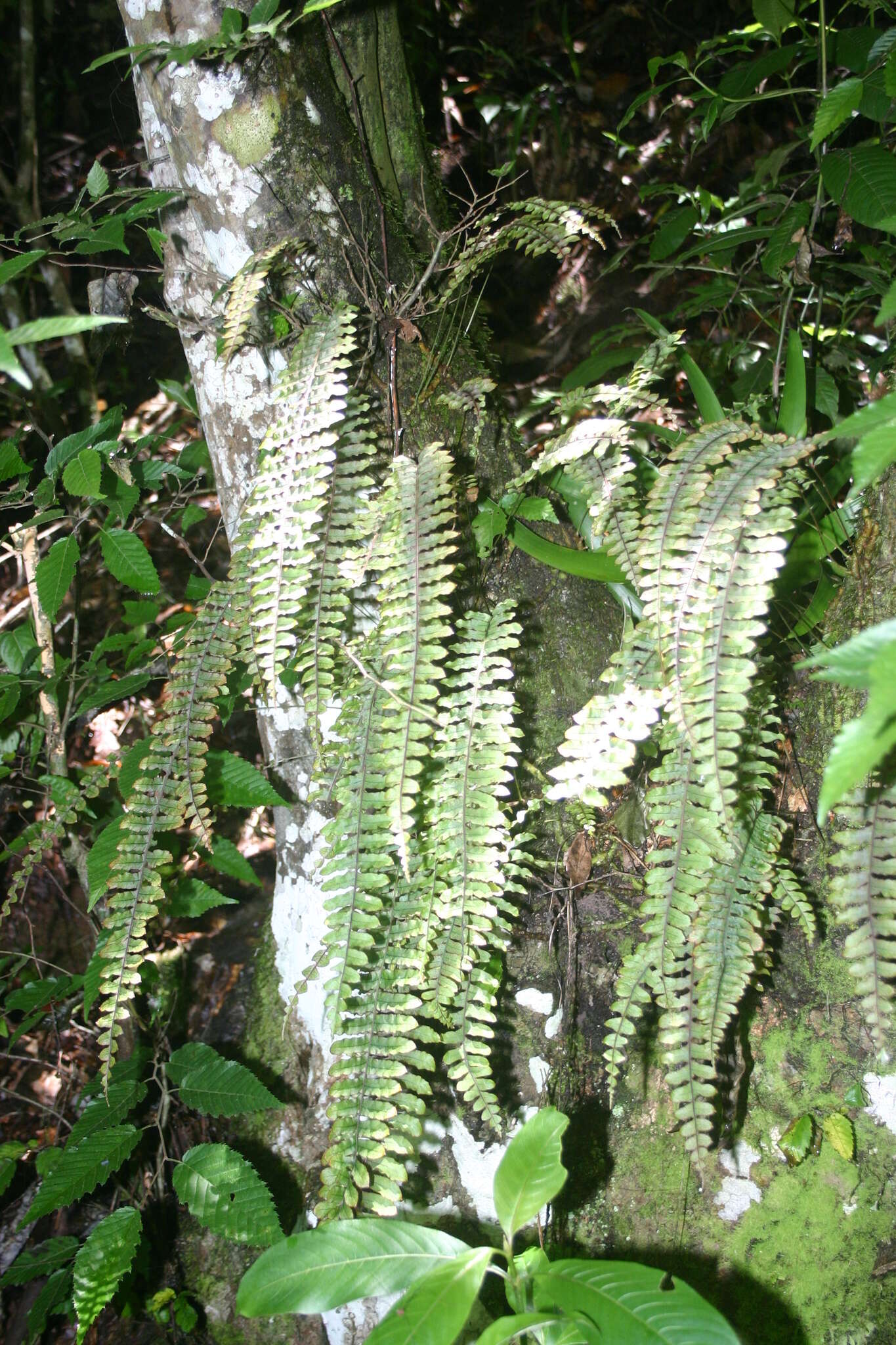 Polypodium rhodopleuron Kunze的圖片