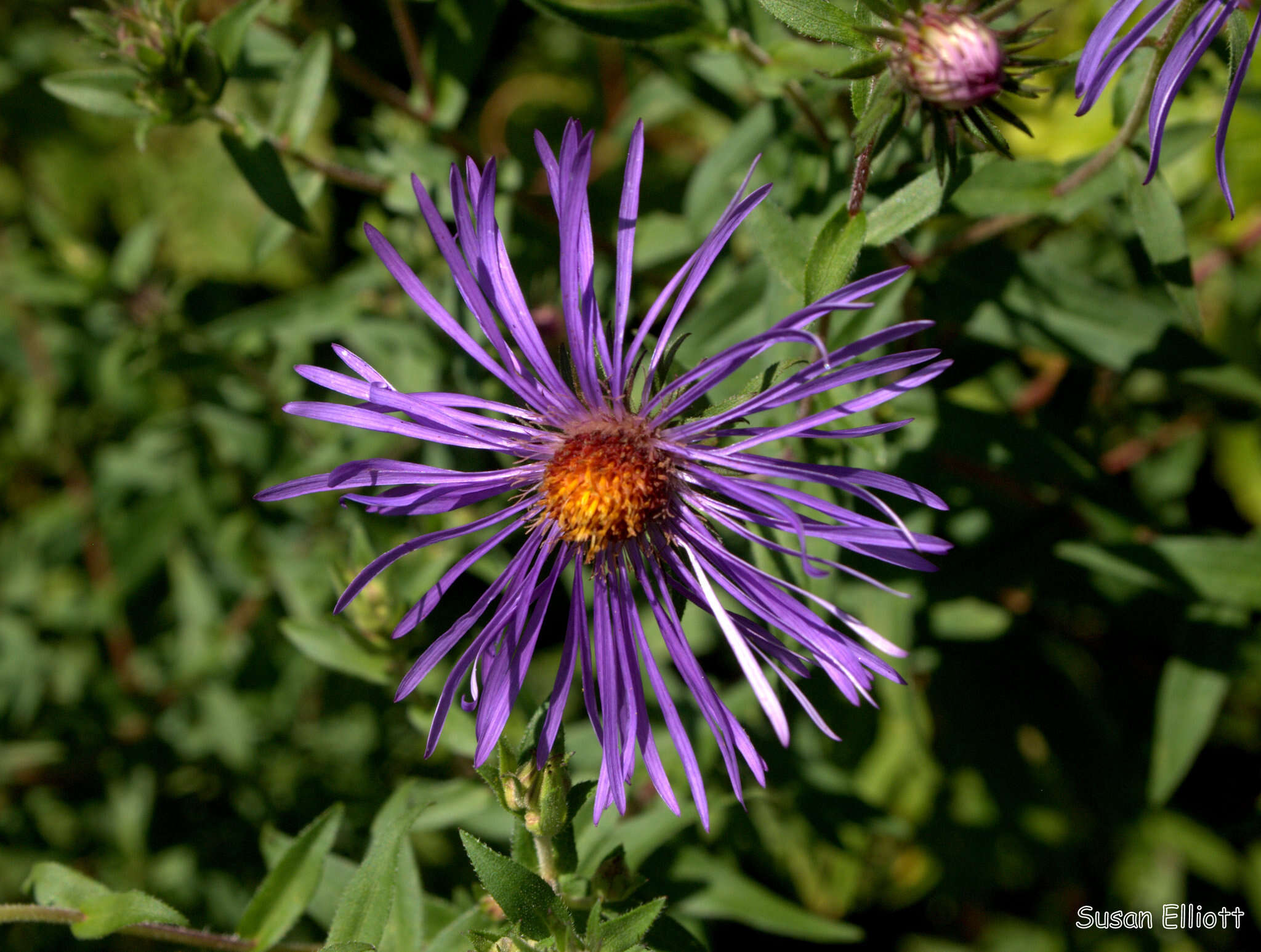 Image of Michaelmas daisy