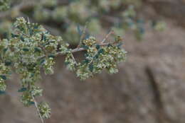 Imagem de Atraphaxis pungens (M. Bieb.) Jaub. & Spach