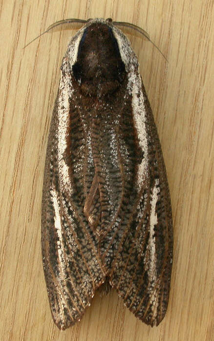 صورة Endoxyla leucomochla