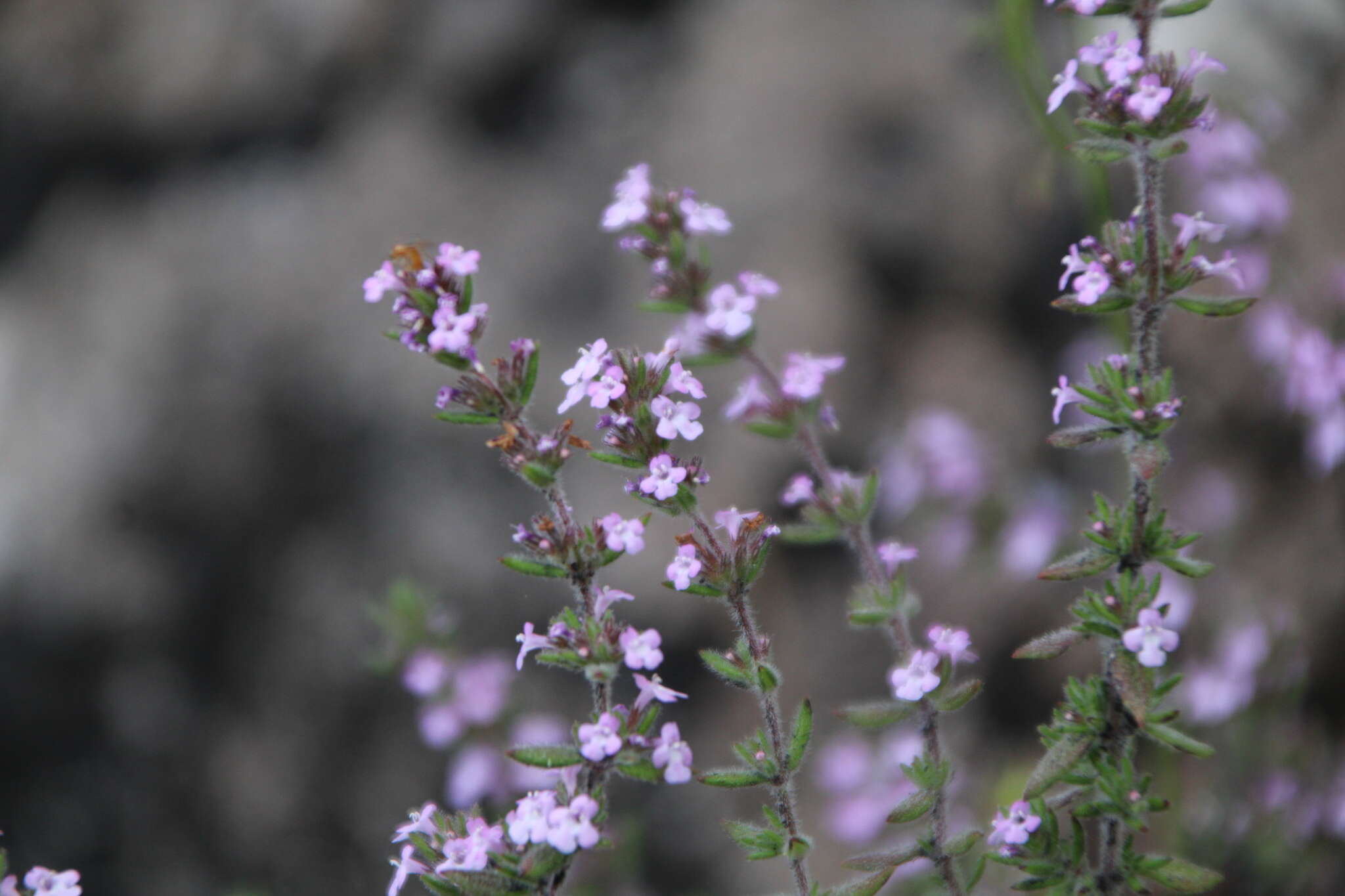 Image of Micromeria herpyllomorpha subsp. herpyllomorpha