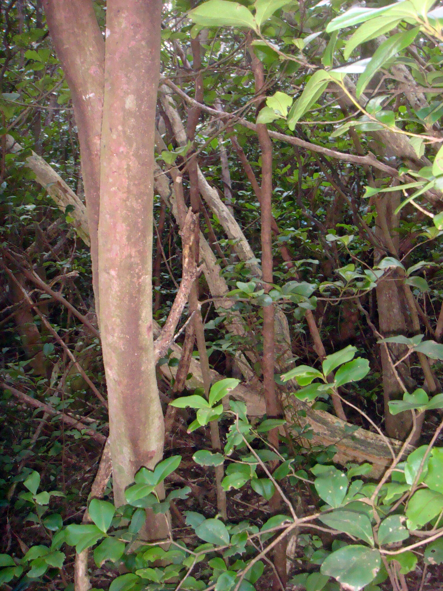 Image of Coprosma chathamica Cockayne