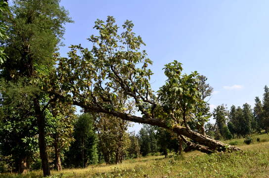 Imagem de Tectona