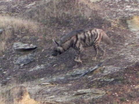 Image of Striped Hyena