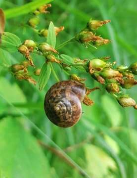 Image of Hygromia limbata (Draparnaud 1805)