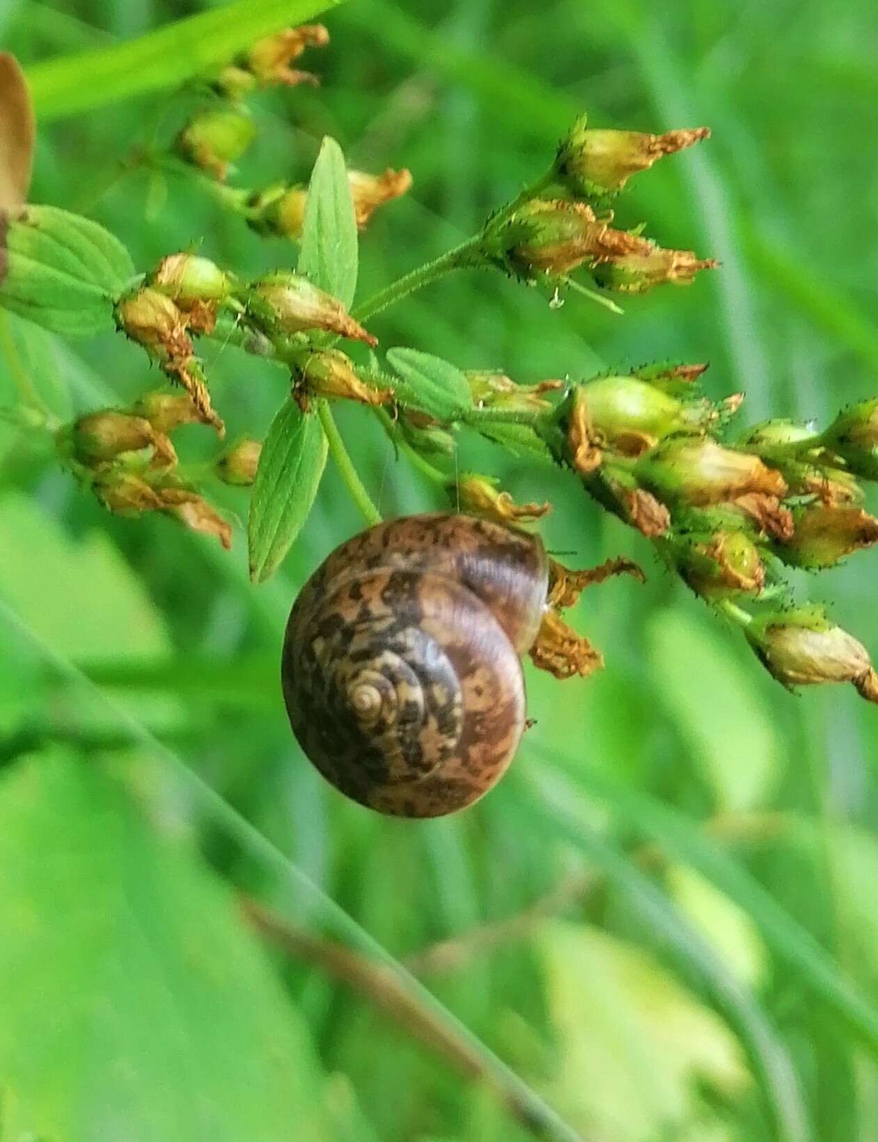 Imagem de Hygromia limbata (Draparnaud 1805)