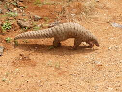 Image de Grand pangolin de l'Inde