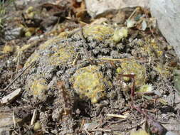 Image of Mammillaria schiedeana subsp. schiedeana