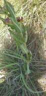 Image of Pachycarpus concolor subsp. transvaalensis (Schltr.) Goyder