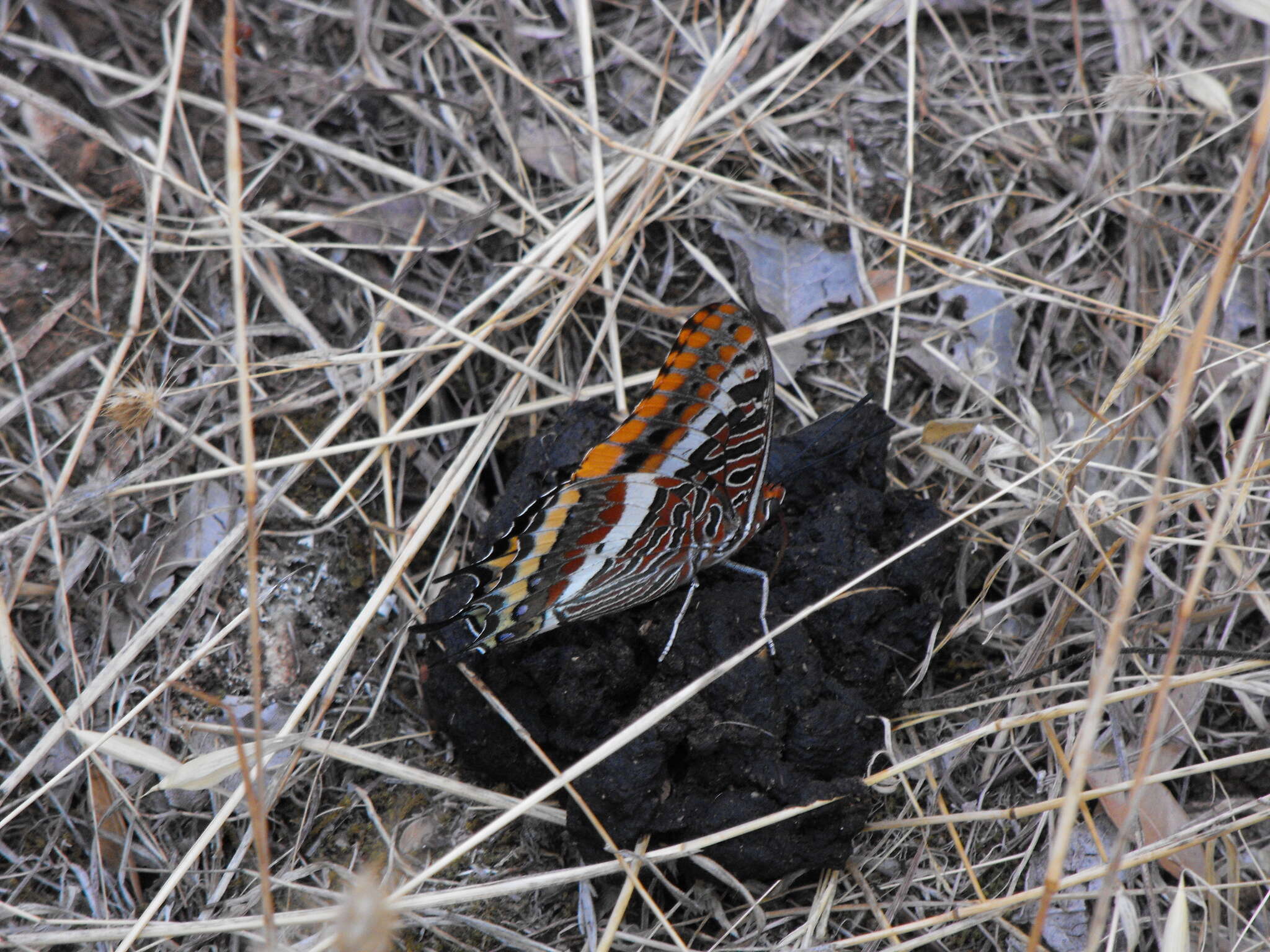 Image of Two-tailed Pasha