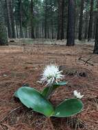 Image of Haemanthus humilis subsp. hirsutus (Baker) Snijman