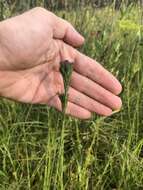 Image of Bristle-Leaf Chaffhead