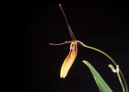 Plancia ëd Restrepia brachypus Rchb. fil.