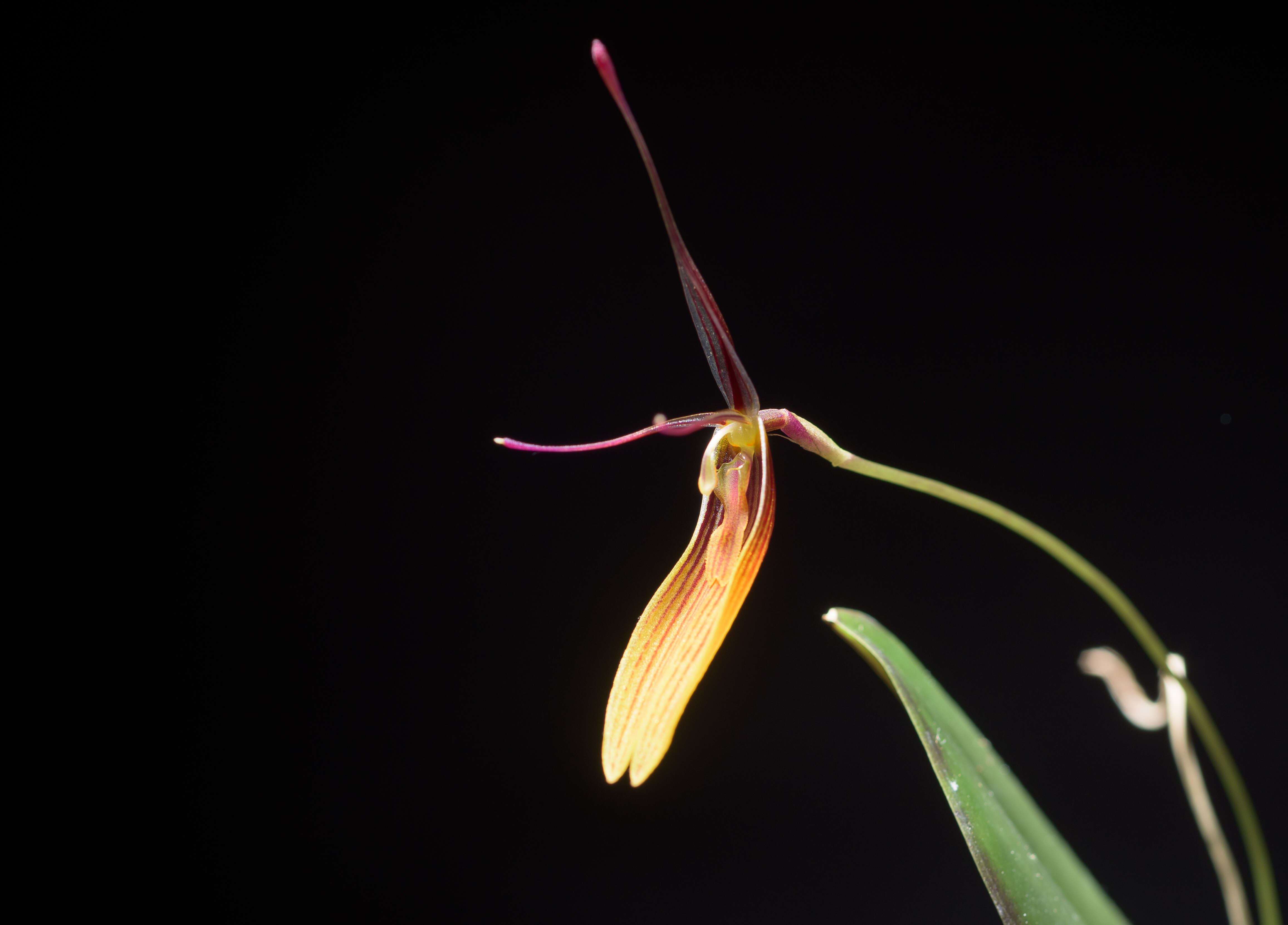 Plancia ëd Restrepia brachypus Rchb. fil.