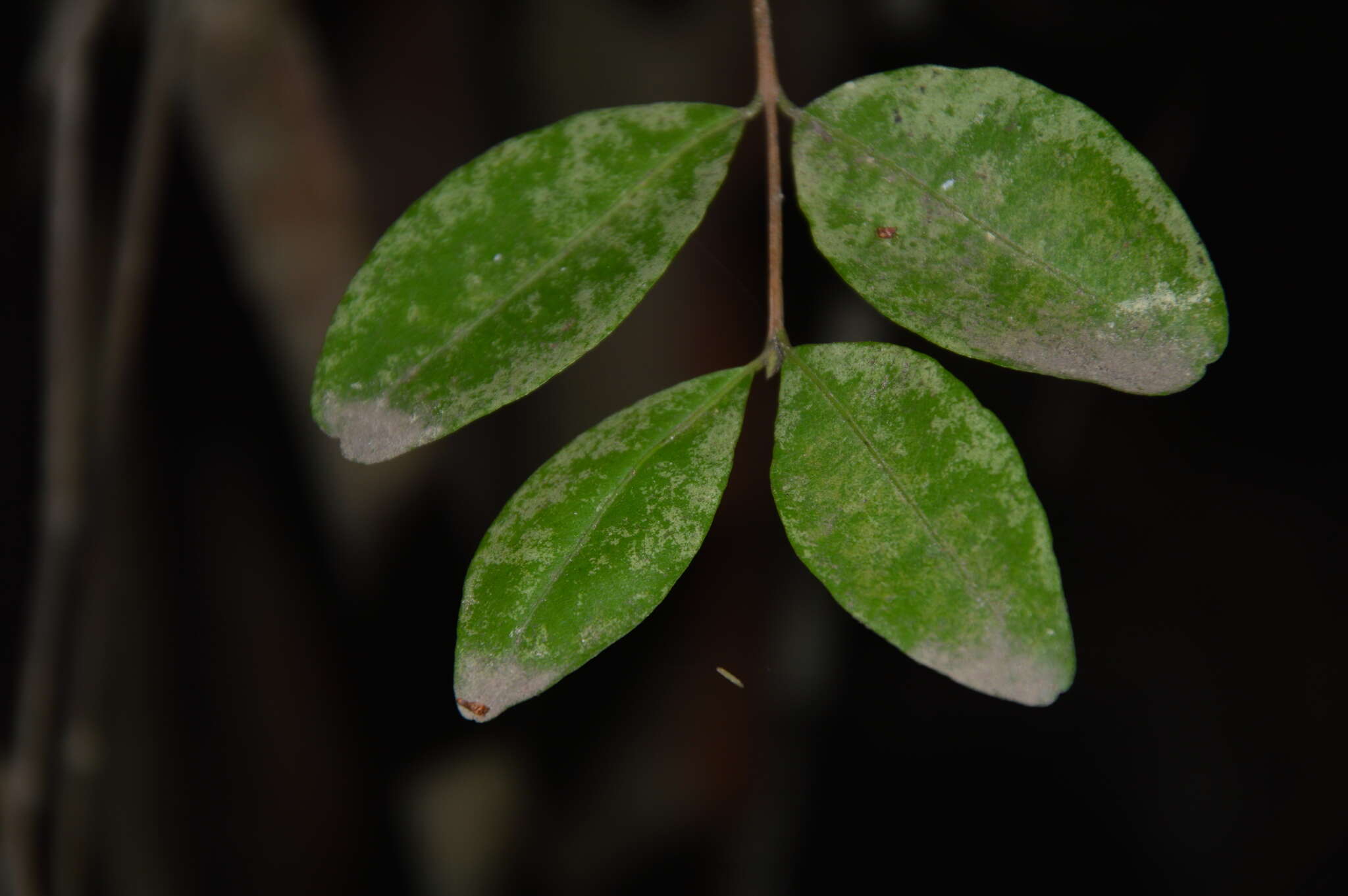 Plancia ëd Blepharocalyx cruckshanksii (Hooker & Arn.) Niedenzu