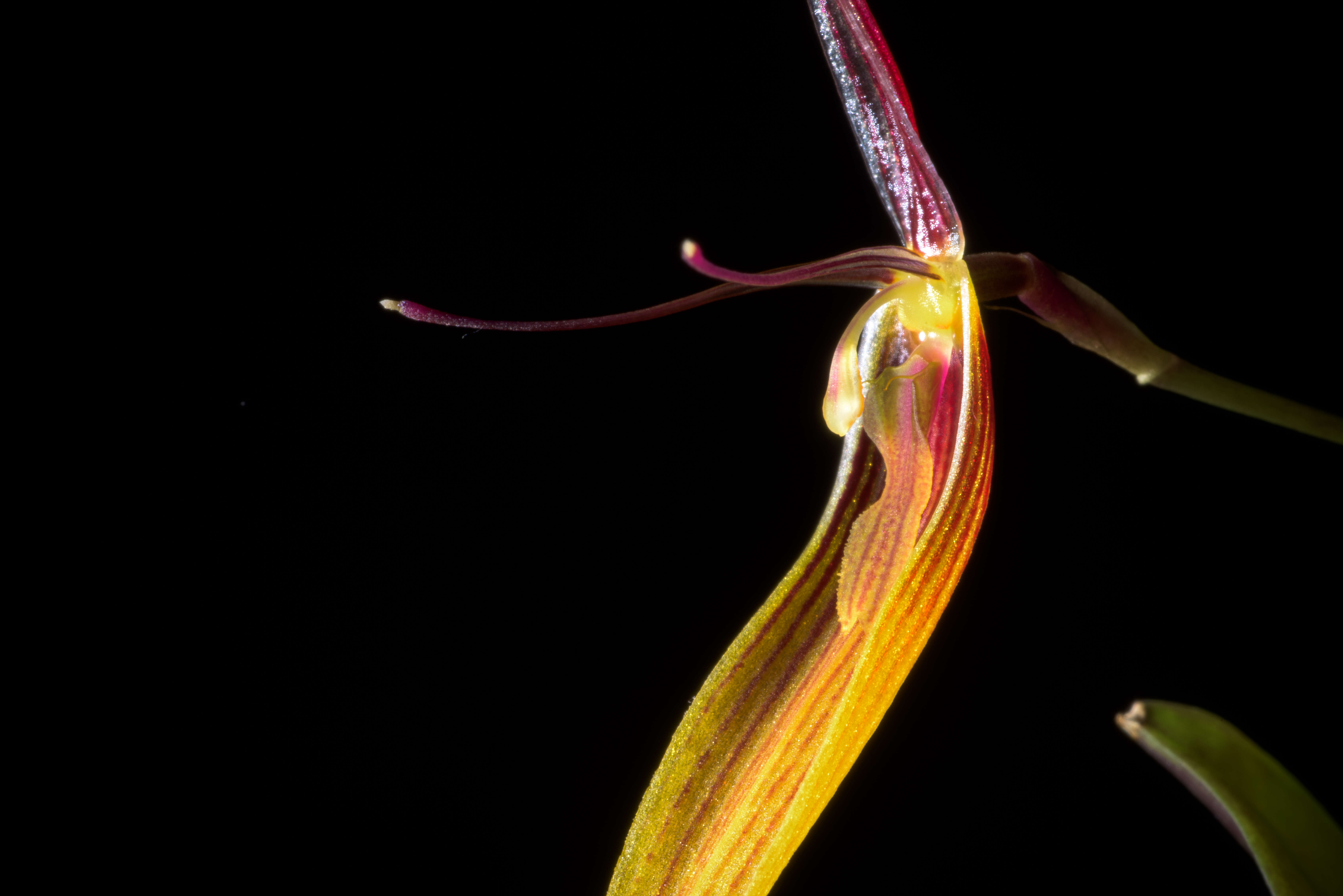 Plancia ëd Restrepia brachypus Rchb. fil.