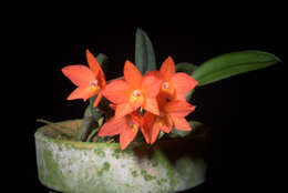 Image of Cattleya cernua (Lindl.) Van den Berg