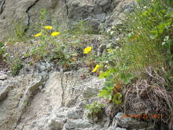 Image of strawberry cinquefoil