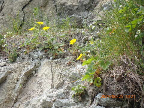 Image de Potentilla fragiformis Willd. ex Schltdl.