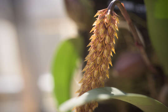 Image of Bulbophyllum careyanum (Hook.) Spreng.