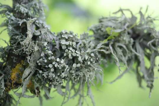 Image of Cartilage lichen