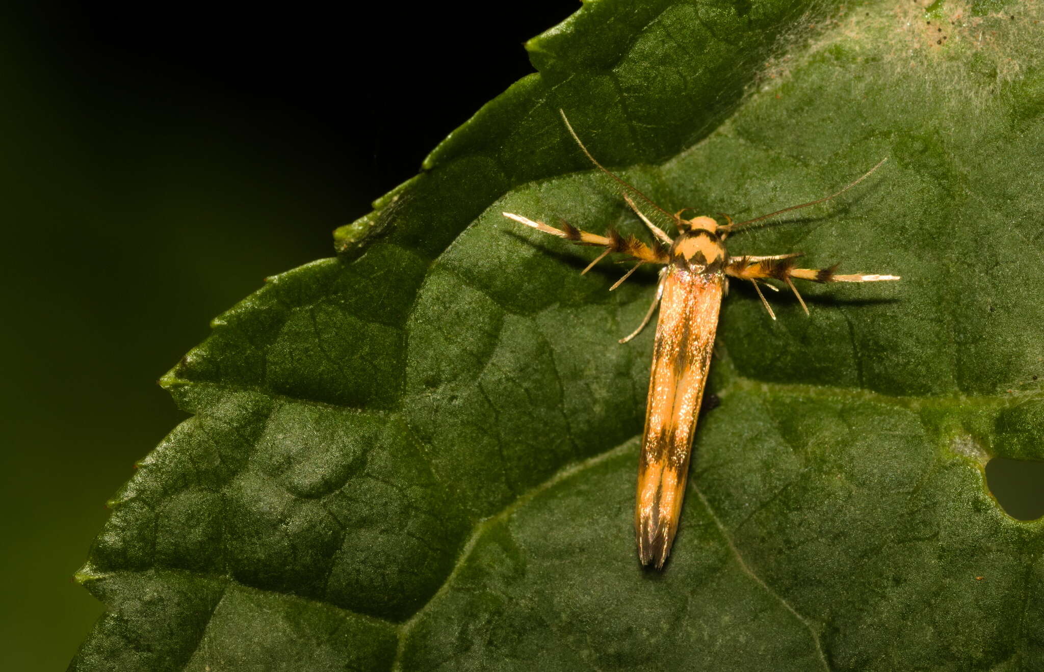 Слика од Stathmopoda pedella Linnaeus 1761