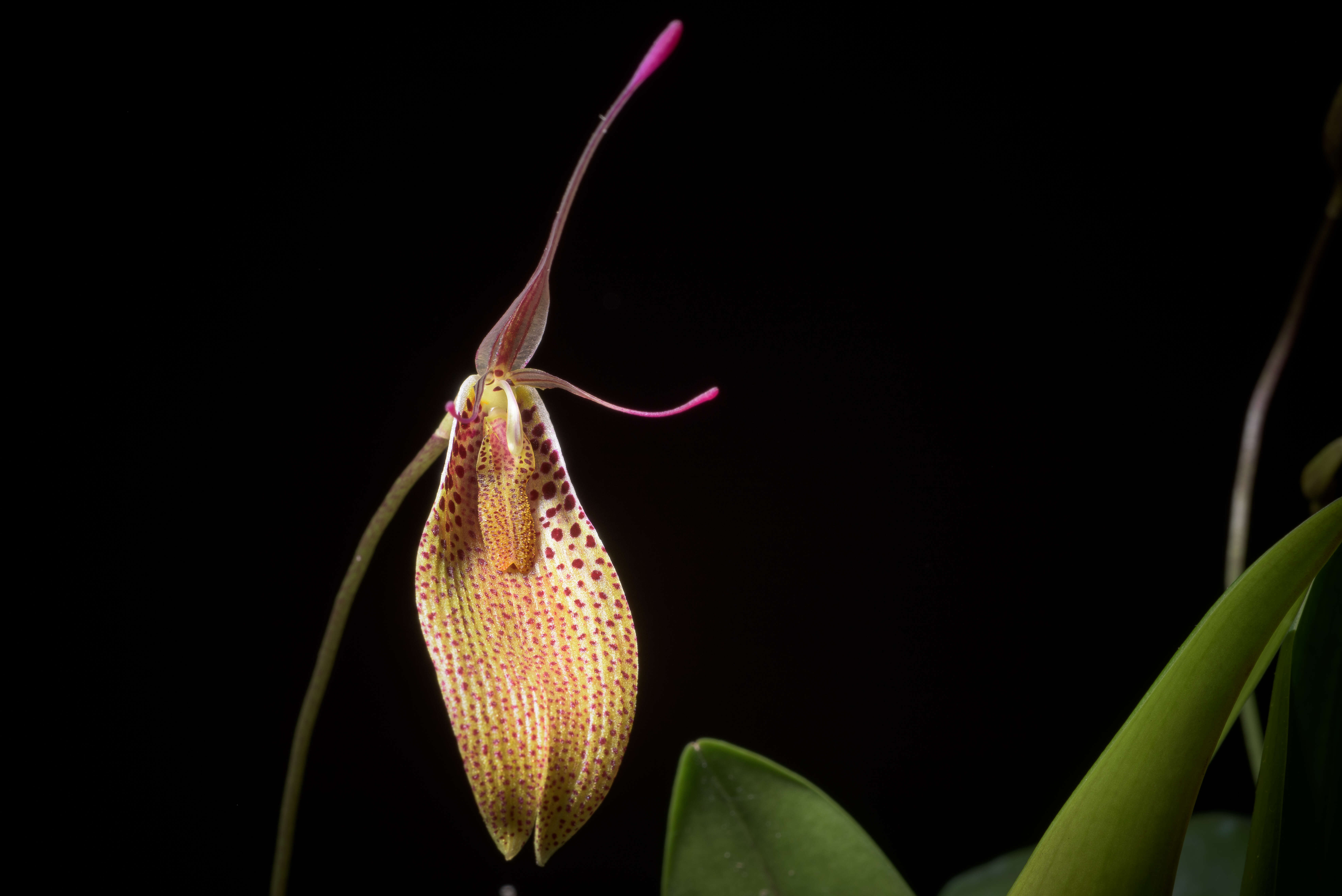 Image of Small-spotted Restrepia