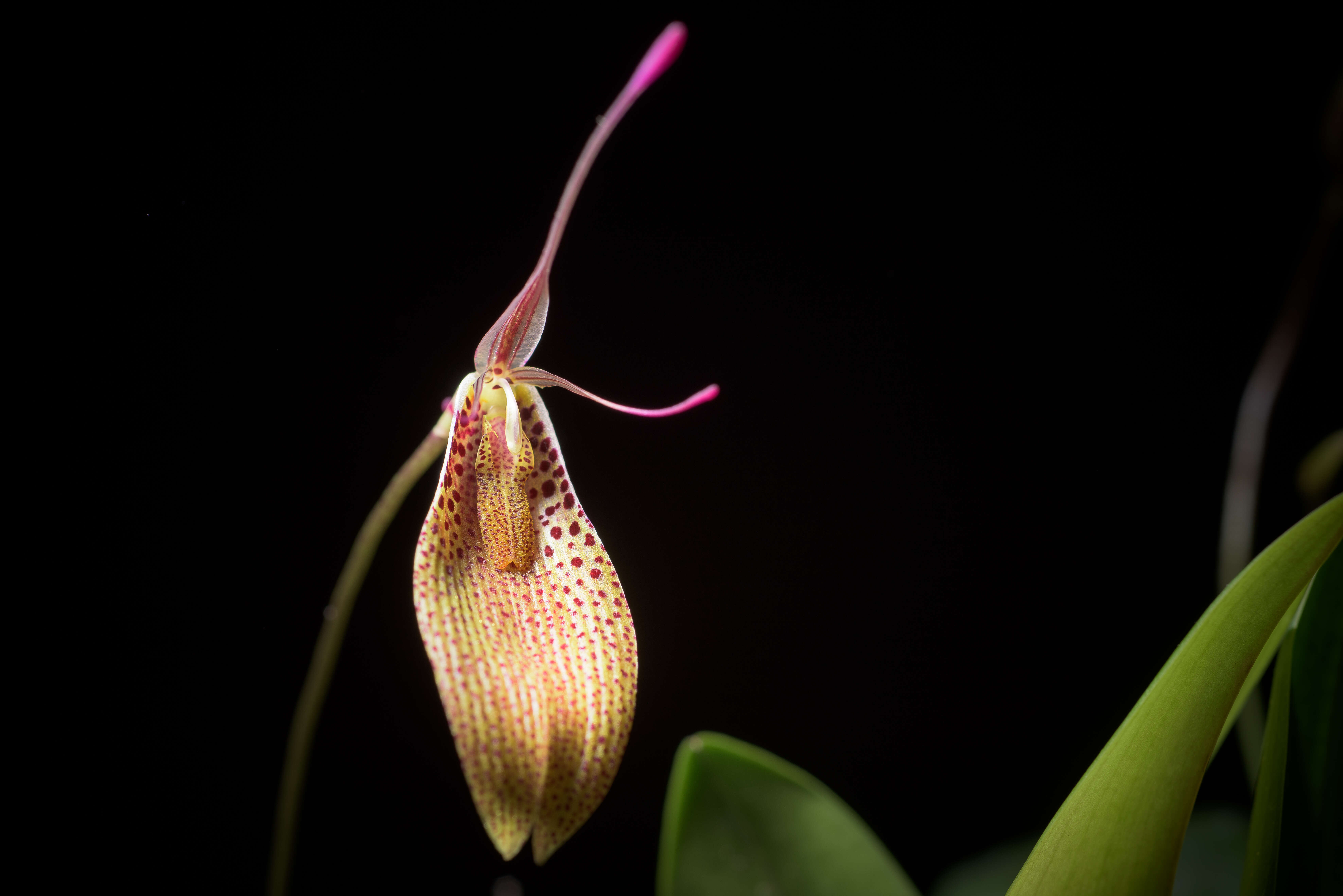 Image of Small-spotted Restrepia