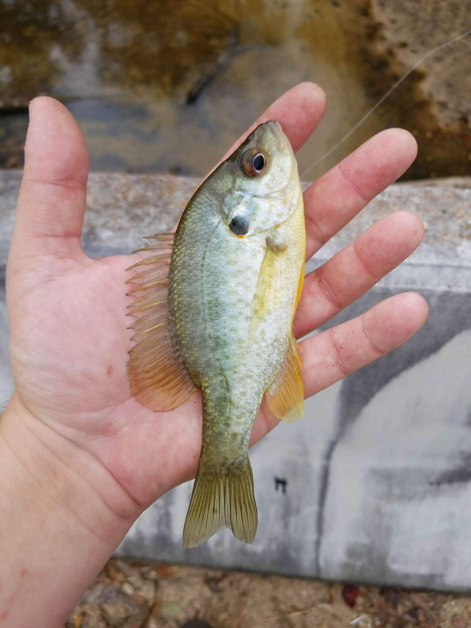 Image of Redear Sunfish