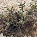 Image de Cylindropuntia viridiflora (Britton & Rose) F. M. Knuth